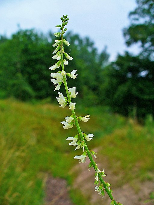 Weißer Steinklee (Melilotus albus) - Darstellung der Blüte