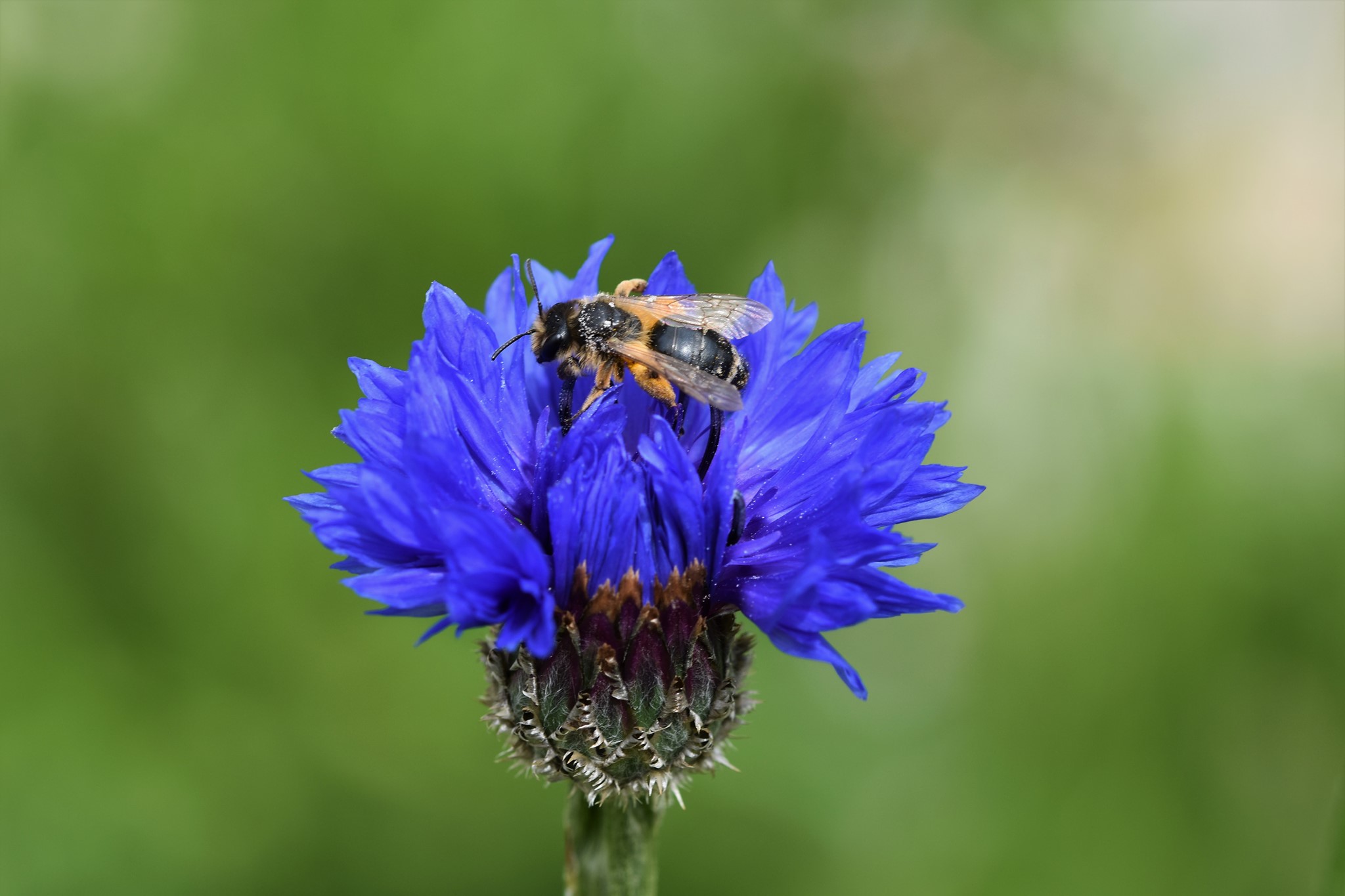 Wildbiene auf Blüte der Kornblume