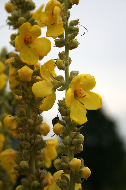 Großblütige Königskerze (Verbascum densiflorum) - Darstellung der Blüte