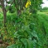 Großblütige Königskerze (Verbascum densiflorum) - Darstellung der Pflanze