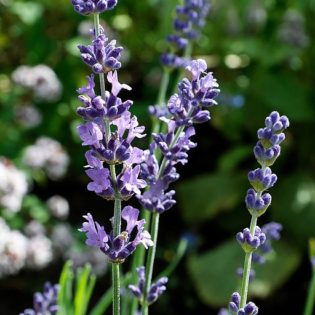 Lavendel - Darstellung der Blüte