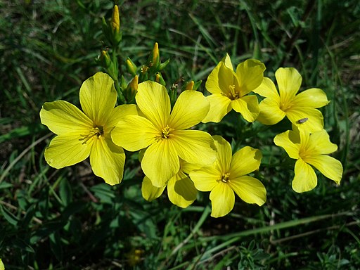 Gelber Lein (Linum flavum) - Darstellung der Blüte