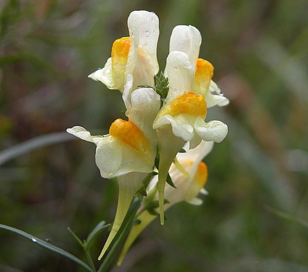 Gewöhnliches Leinkraut (Linaria vulgaris) - Darstellung der Blüte
