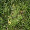 Gewöhnliches Leinkraut (Linaria vulgaris) - Darstellung der Pflanze