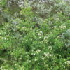 Gewöhnlicher Liguster (Ligustrum vulgare) - Darstellung der Pflanze