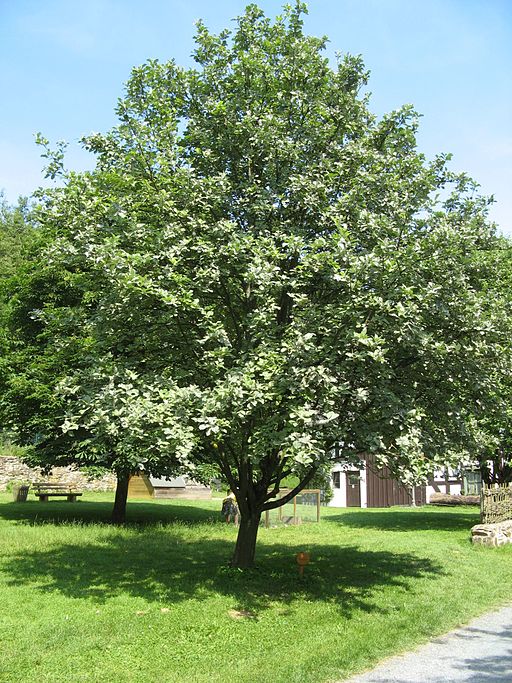 Echte Mehlbeere (Sorbus aria) - Darstellung der Pflanze