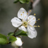 Mirabelle (Prunus domestica subsp. syriaca) - Darstellung der Blüte