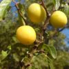 Mirabelle (Prunus domestica subsp. syriaca) - Darstellung von Früchten