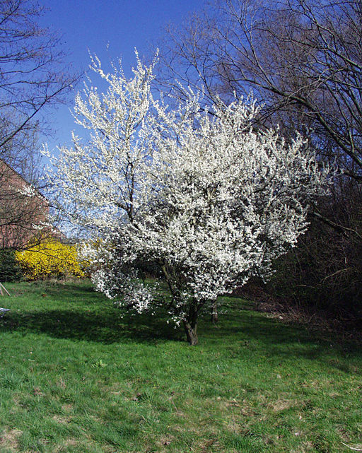 Mirabelle (Prunus domestica subsp. syriaca) - Darstellung der Pflanze
