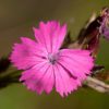 Kartäusernelke (Dianthus carthusianorum) - Darstellung der Blüte