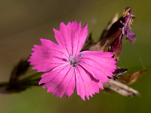 Kartäusernelke (Dianthus carthusianorum) - Darstellung der Blüte