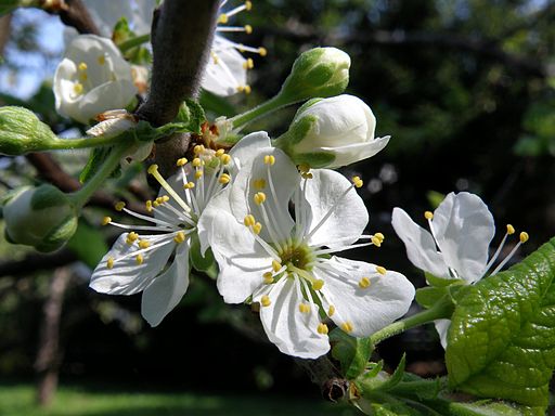 Pflaume (Prunus domestica) - Darstellung der Blüte