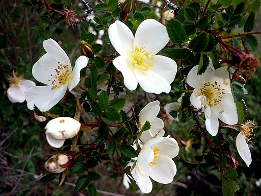 Bibernellrose (Rosa spinosissima) - Darstellung der Blüte