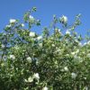 Bibernellrose (Rosa spinosissima) - Darstellung der Pflanze