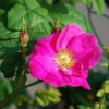 Essigrose (Rosa gallica) - Darstellung der Blüte