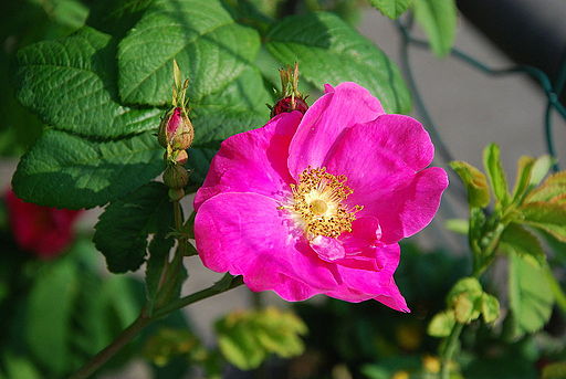 Essigrose (Rosa gallica) - Darstellung der Blüte