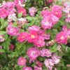 Essigrose (Rosa gallica) - Darstellung der Pflanze