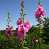 Gewöhnliche Stockrose (Alcea rosea) - Darstellung der Blüte
