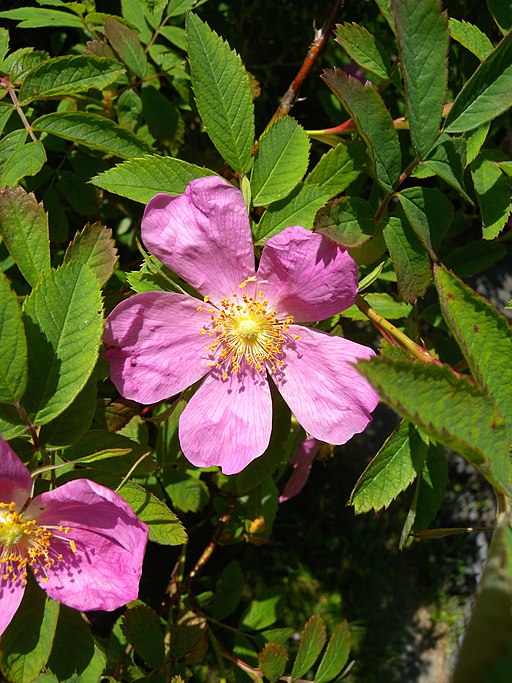 Zimtrose (Rosa majalis) - Darstellung der Blüte