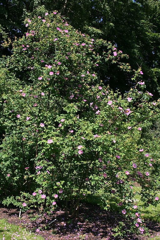 Zimtrose (Rosa majalis) - Darstellung der Pflanze