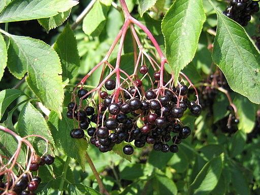 Schwarzer Holunder (Sambucus nigra) - Darstellung der Frucht