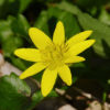 Scharbockskraut (Ficaria verna) - Darstellung der Blüte