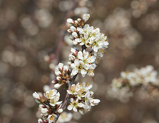 Schlehe (Prunus spinosa) - Darstellung der Blüte