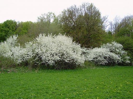 Schlehe (Prunus spinosa)- Darstellung der Pflanze
