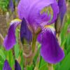 Deutsche Schwertlile (Iris germanica) - Darstelung der Blüte