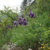 Deutsche Schwertlile (Iris germanica) - Darstelung der Pflanze