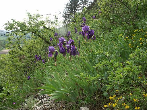 Deutsche Schwertlile (Iris germanica) - Darstelung der Pflanze