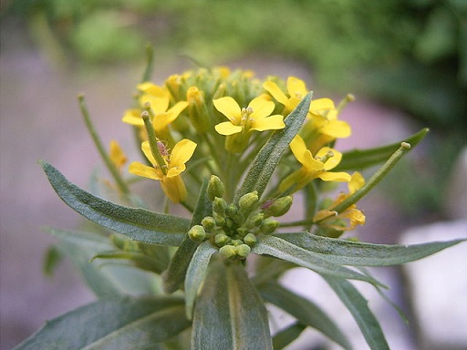 Acker-Schöterich (Erysimum cheiranthoides) - Darstellung der Blüte