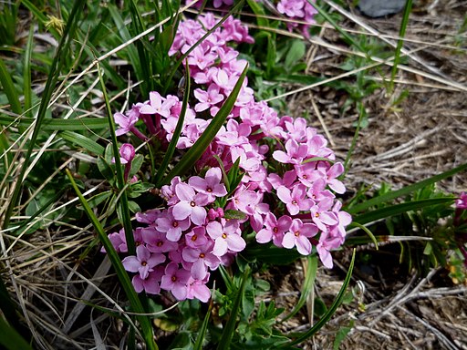 Rosmarin Seidelbast (Daphne cneorum) - Darstellung der Blüte