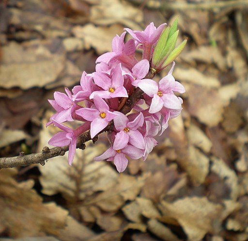 Seidelbast, Echter (Daphne mezereum) - Darstellung der Blüte