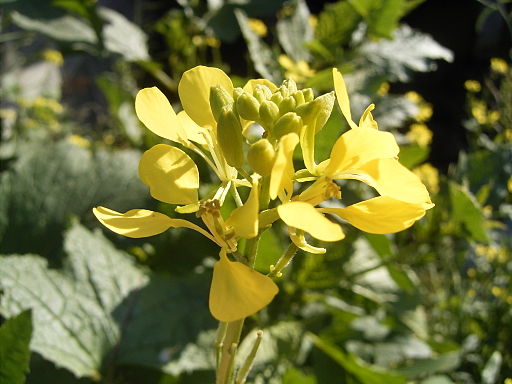 Ackersenf (Sinapis arvensis) - Darstellung der Blüte