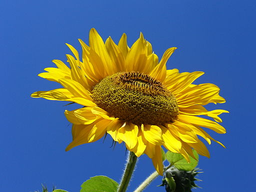 Sonnenblume - Darstellung der Blüte