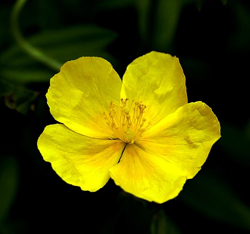 Gewöhnliches Sonnenröschen (Helianthemum nummularium) - Darstellung der Blüte
