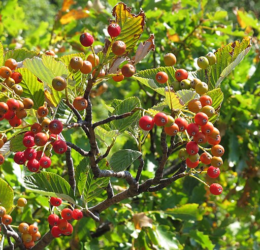 Echte Mehlbeere (Sorbus aria) - Darstellung der Beeren