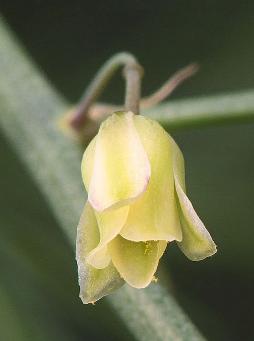 Gemüse-Spargel (Asparagus officinalis) - Darstellung der Blüte