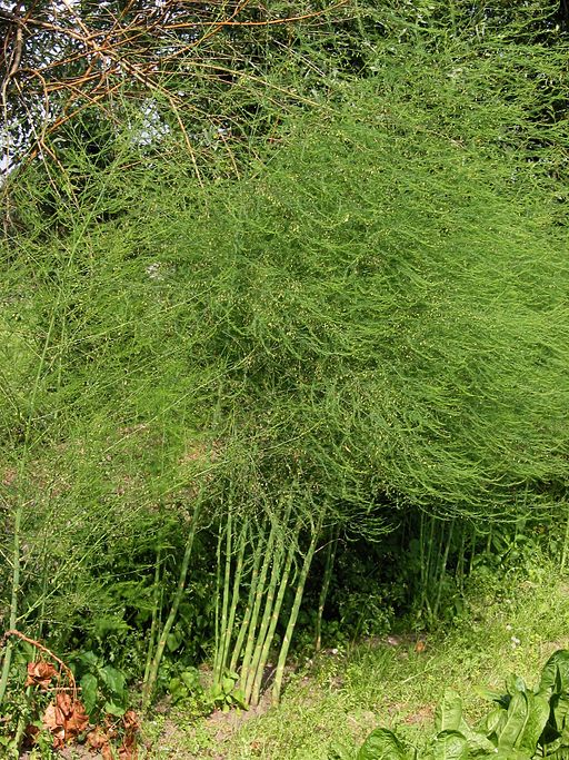 Gemüse-Spargel (Asparagus officinalis) - Darstellung der Pflanze