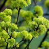 Spitzahorn (Acer platanoides) - Darstellung der Blüte