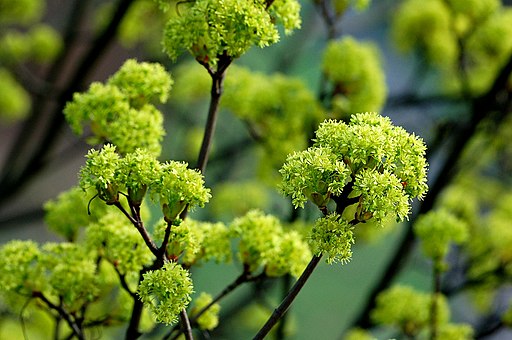 Spitzahorn (Acer platanoides) - Darstellung der Blüte