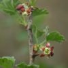 Stachelbeere (Ribes uva-crispa) - Darstellung der Blüte