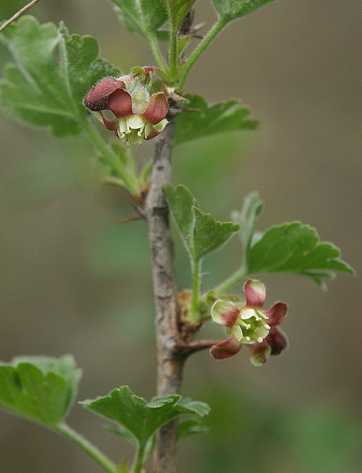 Stachelbeere (Ribes uva-crispa) - Darstellung der Blüte