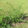 Stachelbeere (Ribes uva-crispa) - Darstellung der Pflanze