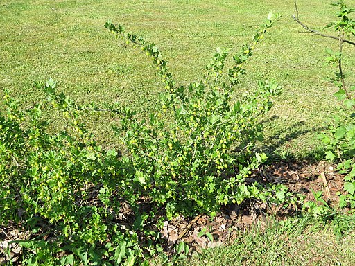 Stachelbeere (Ribes uva-crispa) - Darstellung der Pflanze