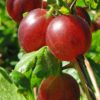 Stachelbeere (Ribes uva-crispa) - Darstellung der Frucht