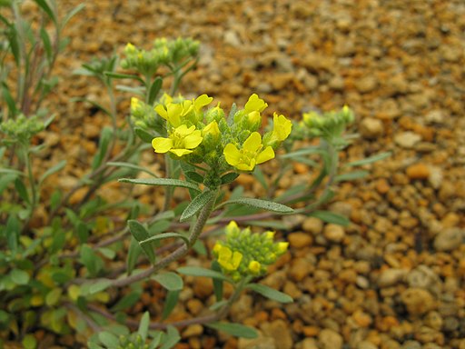 Berg-Steinkraut (Alyssum montanum) - Darstellung der Blüte