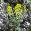 Berg-Steinkraut (Alyssum montanum) - Darstellung der Pflanze