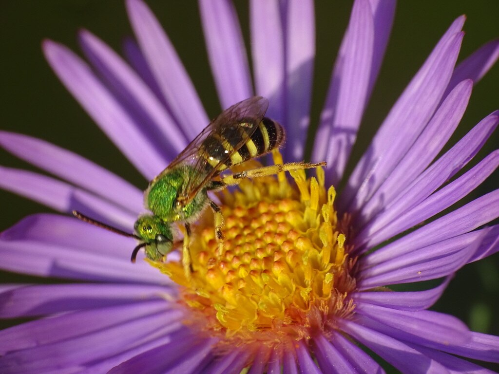 Raublatt-Aster (Aster novae-angliae) - Darstellung der Blüte mit Wildbiene